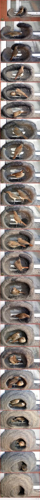 Red Ovenbird: It’s just beautiful!