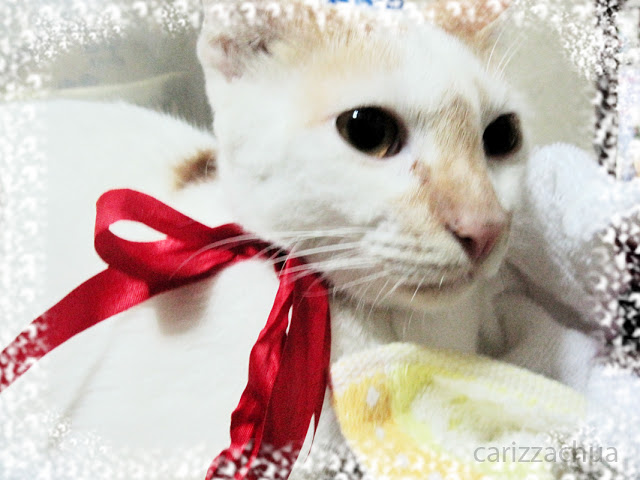 Merry Christmas everyone from Carizza and Oro-chan