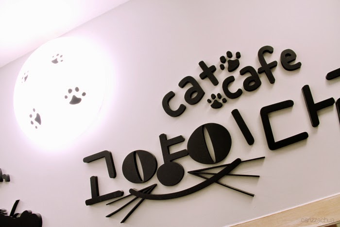 Cat Cafe in Gangnam Korea