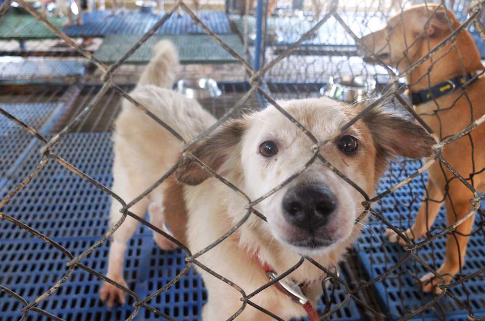 Help Dogs at Mandaluyong Animal Shelter
