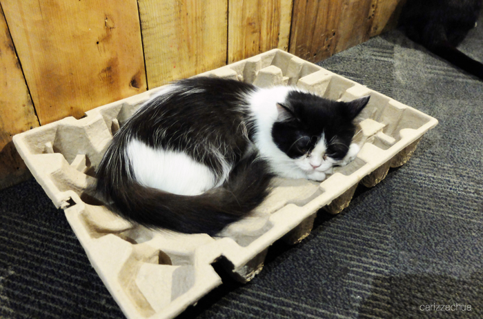 Miao Cat Cafe Carizza Chua Miao Cat Cafe Carizza Chua