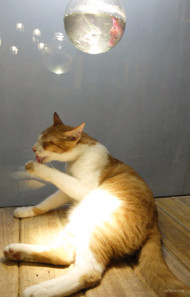 Miao Cat Cafe Carizza Chua Miao Cat Cafe Carizza Chua