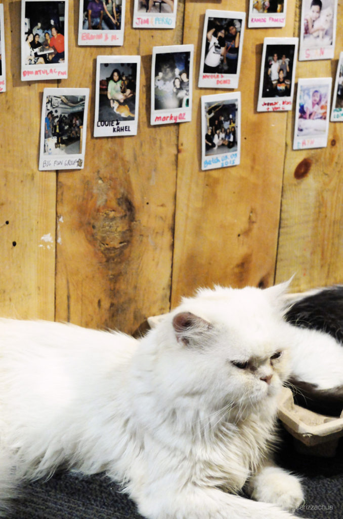 Miao Cat Cafe Carizza Chua Miao Cat Cafe Carizza Chua