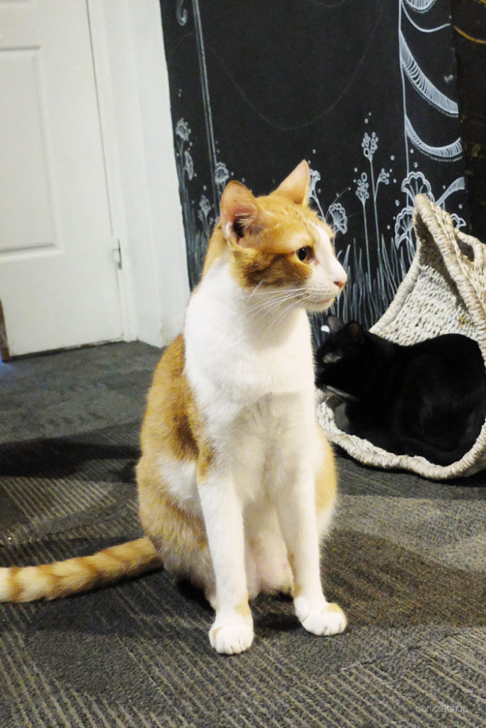 Miao Cat Cafe Carizza Chua Miao Cat Cafe Carizza Chua
