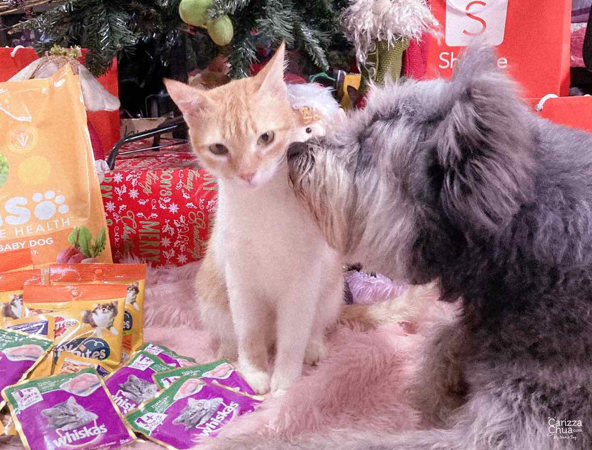 Best Treats and Deals at PEDIGREE & WHISKAS Official Store in Shopee