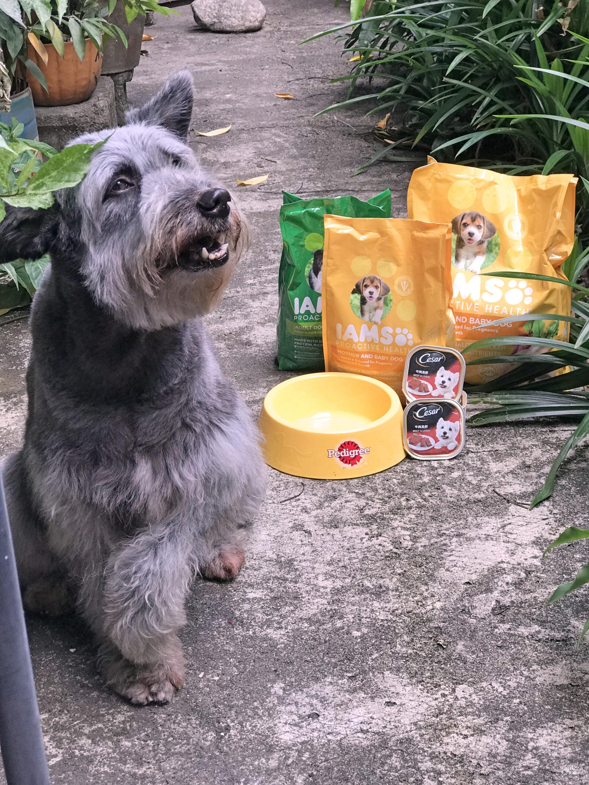 Pedigree Puppy Kit: Pup-Packed Heart’s Day Gift For Your Furry Date